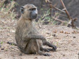 Western_Corridor2009-51